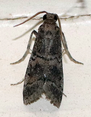 Cacotherapia flexilinealis