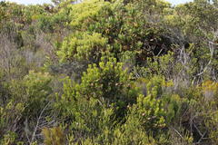 Leucadendron muirii