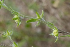 Lappula occidentalis occidentalis