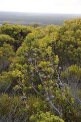 Leucadendron muirii