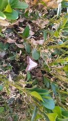 Cydalima perspectalis