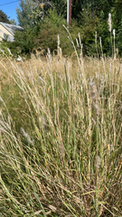 Poaceae