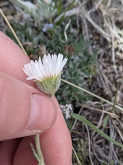 Erigeron ochroleucus
