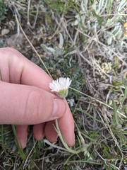 Erigeron ochroleucus