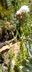 Selago myriophylla