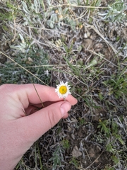 Erigeron ochroleucus