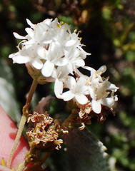 Selago myriophylla