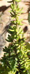 Selago myriophylla
