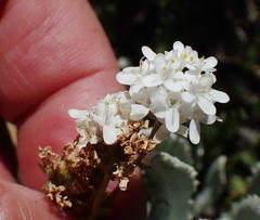 Selago myriophylla