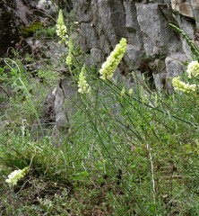 Linaria peloponnesiaca