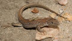 Pedioplanis burchelli