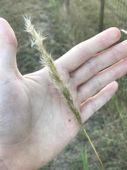 Bothriochloa longipaniculata
