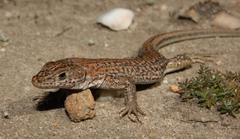 Pedioplanis burchelli