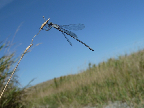 Spotted Spreadwing