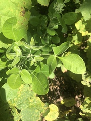 Ptelea trifoliata mollis