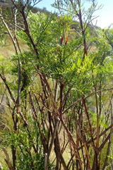 Notobubon tenuifolium