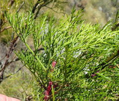 Notobubon tenuifolium