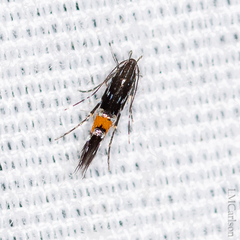 Cosmopterix pulchrimella