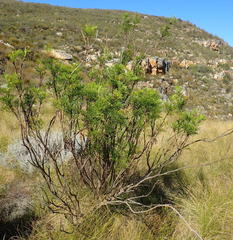 Notobubon tenuifolium