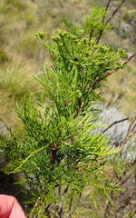 Notobubon tenuifolium