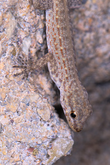 Pristurus