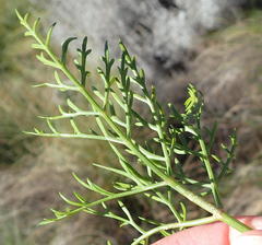 Notobubon tenuifolium