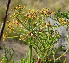 Notobubon tenuifolium