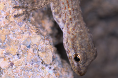 Pristurus