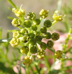 Notobubon tenuifolium