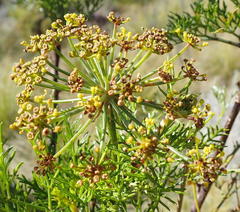 Notobubon tenuifolium