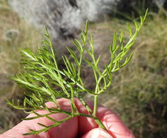 Notobubon tenuifolium