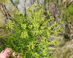 Notobubon tenuifolium