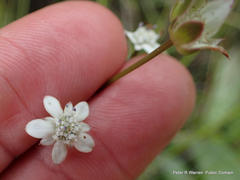 Alepidea serrata cathcartensis