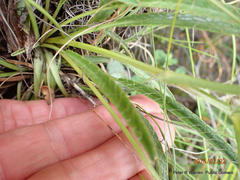 Alepidea serrata cathcartensis