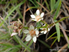 Alepidea serrata cathcartensis