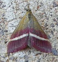 Pyrausta corinthalis