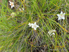 Alepidea serrata cathcartensis