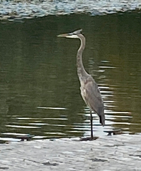 Ardea herodias