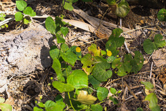 Angiospermae