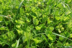 Trifolium subterraneum