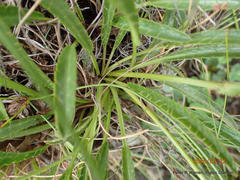 Alepidea serrata cathcartensis