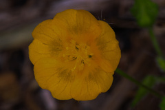 Angiospermae