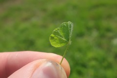 Trifolium subterraneum