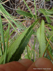 Alepidea serrata cathcartensis