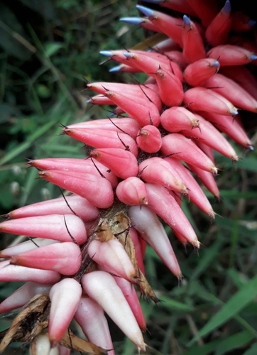 Aechmea involucrata