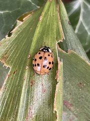Harmonia axyridis