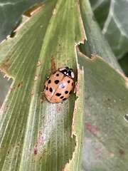Harmonia axyridis