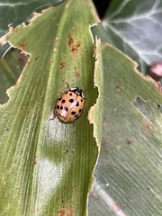 Harmonia axyridis