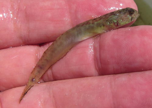 Burrowing goby (Croilia mossambica) — Gobiidae