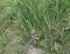 Iris pseudonotha